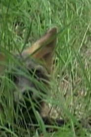 Ghost the Fox