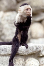 Binx the Monkey