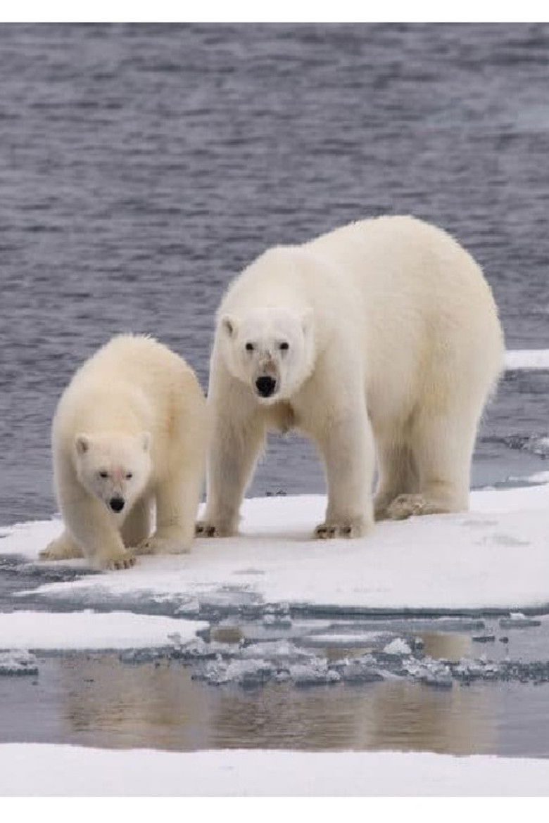 Ice Bear poster